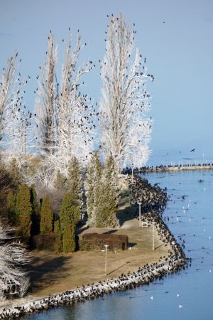 Gyülekező