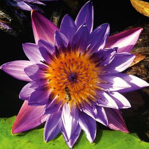 Mézgyűjtő a tavirózsában - Hévíz