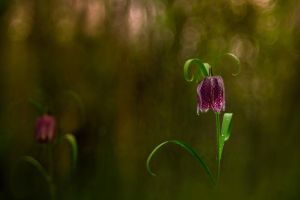 3_Kellnerne_Felso_Sara_Checkered_lily_Mocsari_kockasliliom