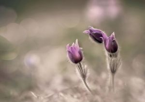 4_Kellnerne_Felso_Sara_Ballerinas_Balerinak