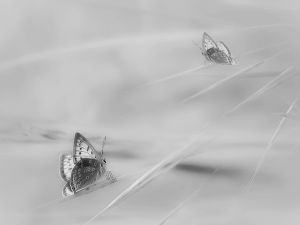 6_Kellnerne_Felso_Sara_Silveri_buttercup__Ezustos_boglarkak