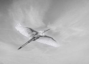 8_Kellnerne_Felso_Sara_SOARING_FREELY_Szabadon_szarnyalo